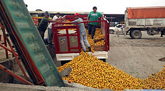 Sin coyotaje, productores venden a 2200 la tonelada Sin coyotaje, productores venden a 2200 la tonelada