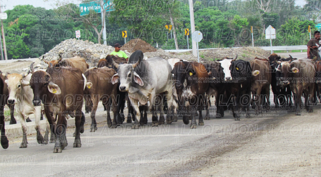 Abigeato sin control Abigeato sin control