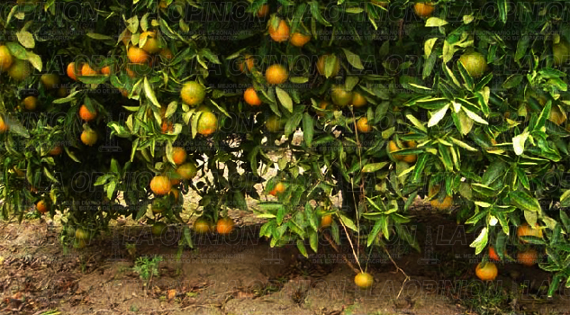 En apuros los citricultores En apuros los citricultores