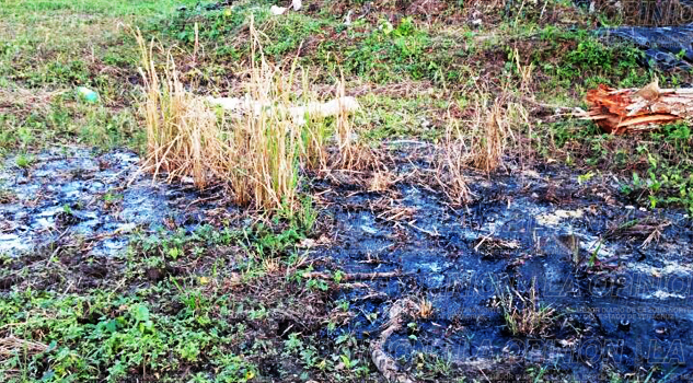 Estragos por derrame de chapopote Estragos por derrame de chapopote