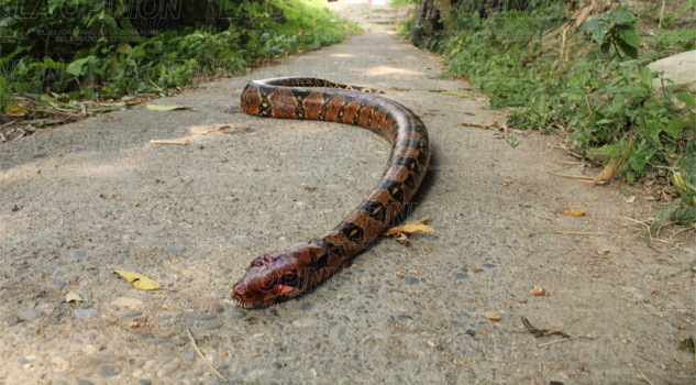 ¡Los aterroriza una mazacuata! Los aterroriza una mazacuata