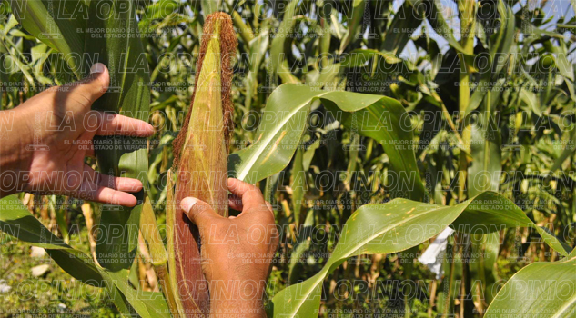 Mejoran la producción agrícola Mejoran la producción agrícola