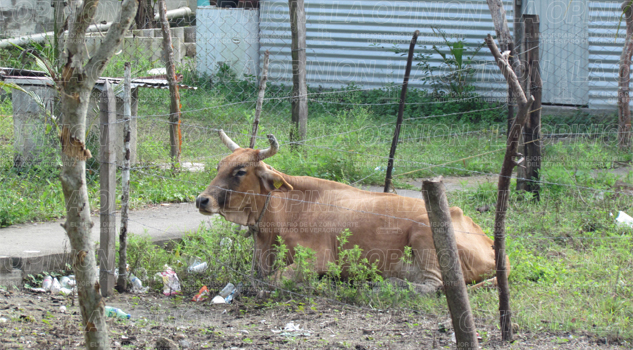 No hay agua en el campo No hay agua en el campo