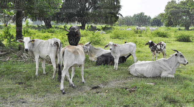 No repunta precio del ganado bovino No repunta precio del ganado bovino