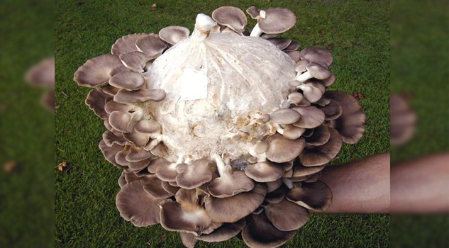 Opciones con diversos cultivos Opciones con diversos cultivos