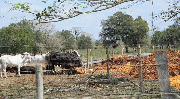 Preocupa a ganaderos falta de lluvias Preocupa a ganaderos falta de lluvias