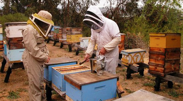 Productores de miel están en crisis Productores de miel están en crisis