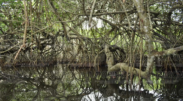 Reportan tala de manglares Reportan tala de manglares