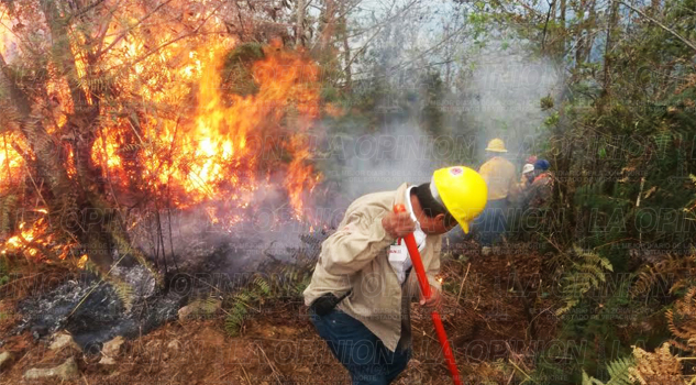 Se queman 30 hectáreas de bosque Se queman 30 hectáreas de bosque