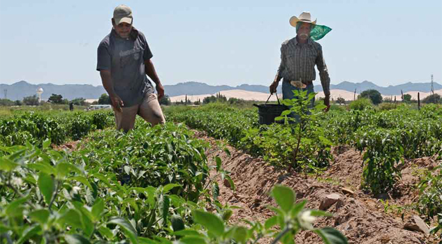 Agricultores de Estados Unidos buscan evitar disputa comercial con México Agricultores de Estados Unidos buscan evitar disputa comercial con México