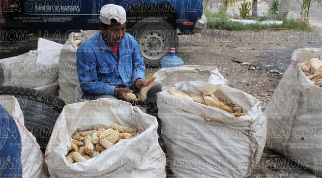 Existe gran demanda de maíz Existe gran demanda de maíz