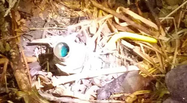 Hallan 2 tomas clandestinas Hallan 2 tomas clandestinas