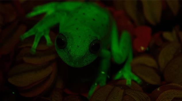 Hallan la primera rana fluorescente Hallan la primera rana fluorescente