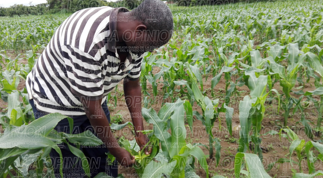 Innovadora técnica para combatir plagas Innovadora técnica para combatir plagas