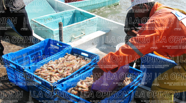 Mejora captura de camarón Mejora captura de camarón