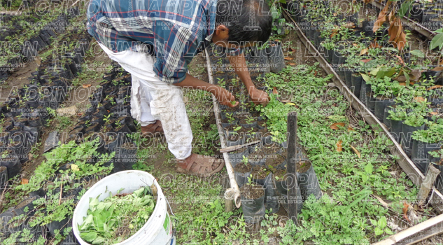 Mejoran producción de pimienta Mejoran producción de pimienta