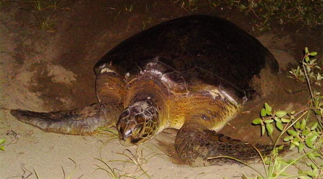 Preparados para el desove de tortugas Preparados para el desove de tortugas