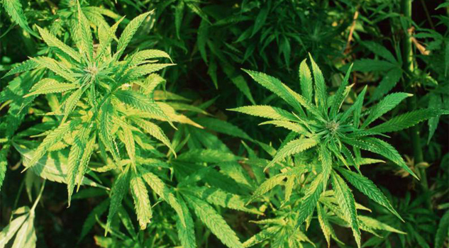 Senado de Argentina aprueba el uso medicinal de la marihuana Senado de Argentina aprueba el uso medicinal de la marihuana