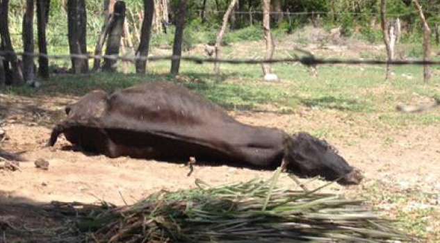 Aparecen casos de rabia bovina Aparecen casos de rabia bovina