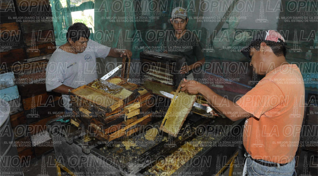 Apicultores sin apoyos Apicultores sin apoyos