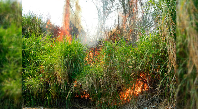 Arde pastizal en Tlapacoyan Arde Pastizal Tlapacoyan