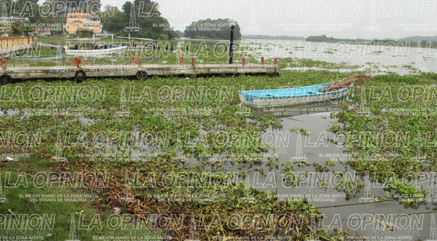 Arriban toneladas de lirio a la zona costera Arriban toneladas de lirio a la zona costera
