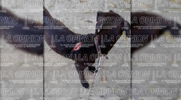 Denuncian maltrato animal; machetean a una perrita Denuncian maltrato animal; machetean a una perrita