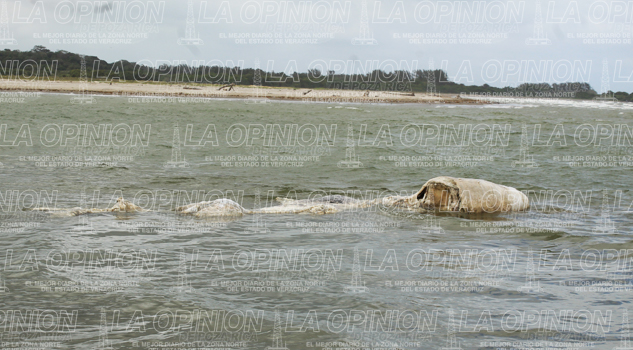 Encalla cadáver de ballenato Encalla cadáver de ballenato