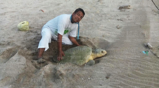 Espectación por el desove de tortugas Espectación por el desove de tortugas