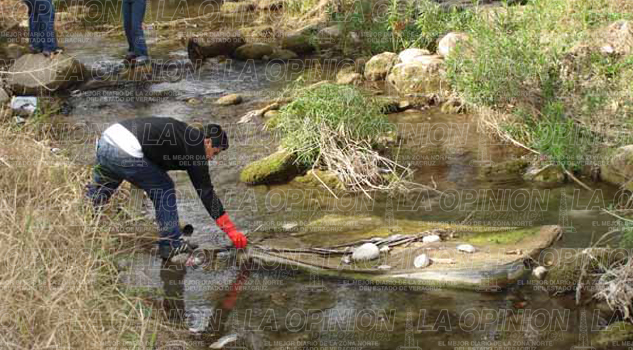 Mortandad de reses por contaminación en ríos Mortandad de reses por contaminación en ríos