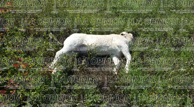 Mueren electrocutados Mueren electrocutados