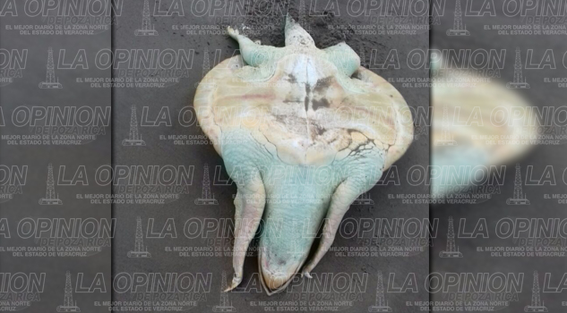 Saquean nidos de tortugas