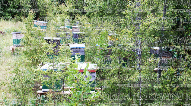 Se pierde producción de miel en zona norte Se pierde producción de miel en zona norte