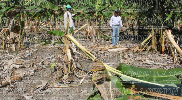 Sequía afectará el campo