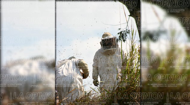 5 lesionados por ataque de abejas 5 lesionados en ataque de abejas