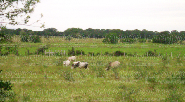Antihigiénica matanza de animales Antihigiénica matanza de animales