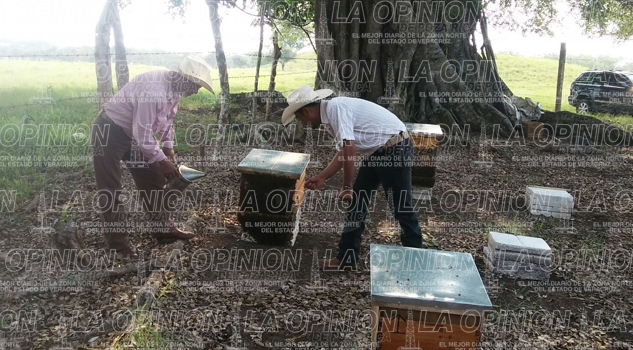 Baja producción de miel Baja producción de miel