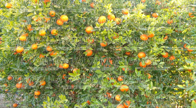 Citricultores, en alerta permanente por HLB Citricultores, en alerta permanente por HLB