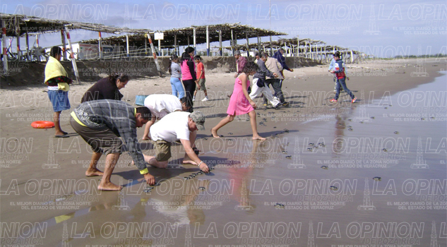 Contabilizan llegada de las tortugas Contabilizan llegada de las tortugas