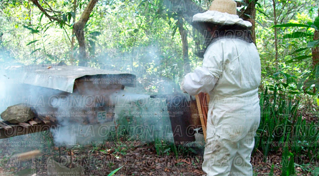 Desalojan escuelas por ataques de abejas Desalojan escuelas por ataques de abejas