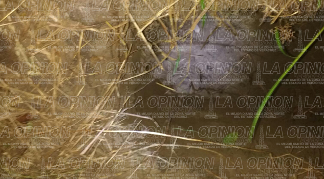 Encuentran cuerpos en una fosa Encuentran cuerpos en una fosa