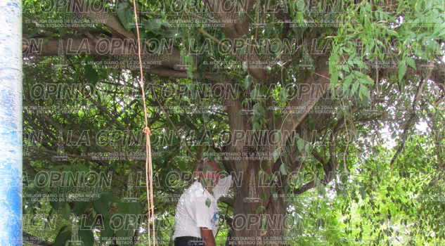 Enjambres, serio riesgo; alerta PC Enjambres, serio riesgo; alerta PC