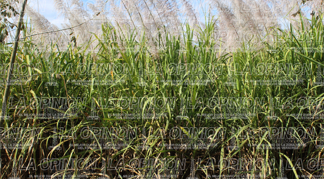 Falta de lluvia afecta a cañeros Falta de lluvia