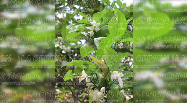Incertidumbre en el agro alamense Incertidumbre en el agro alamense