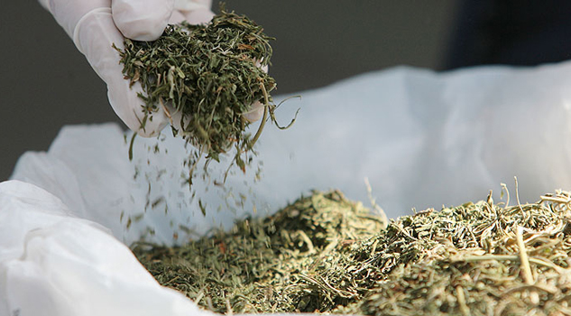 1.30 dólares por gramo será el costo de la marihuana en Uruguay 1.30 dólares por gramo será el costo de la mariguana en Uruguay