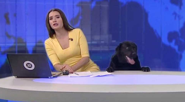 Perrito labrador robó cámara en noticiero Perrito labrador robó cámara en noticiero