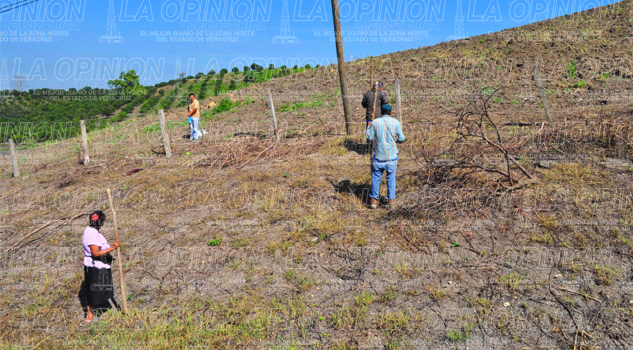 Resienten agricultores estragos por la sequía Resienten agricultores estragos por la sequía