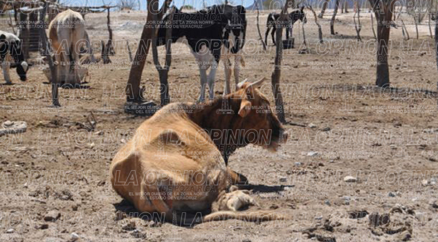 Sequía golpea a ganaderos Sequía golpea a ganaderos