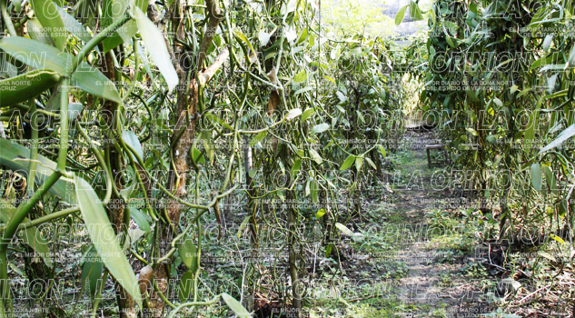 Vainilla en riesgo VAINILLA EN RIESGO