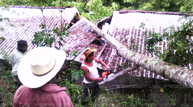 Árbol aplasta una vivienda Árbol aplasta una vivienda